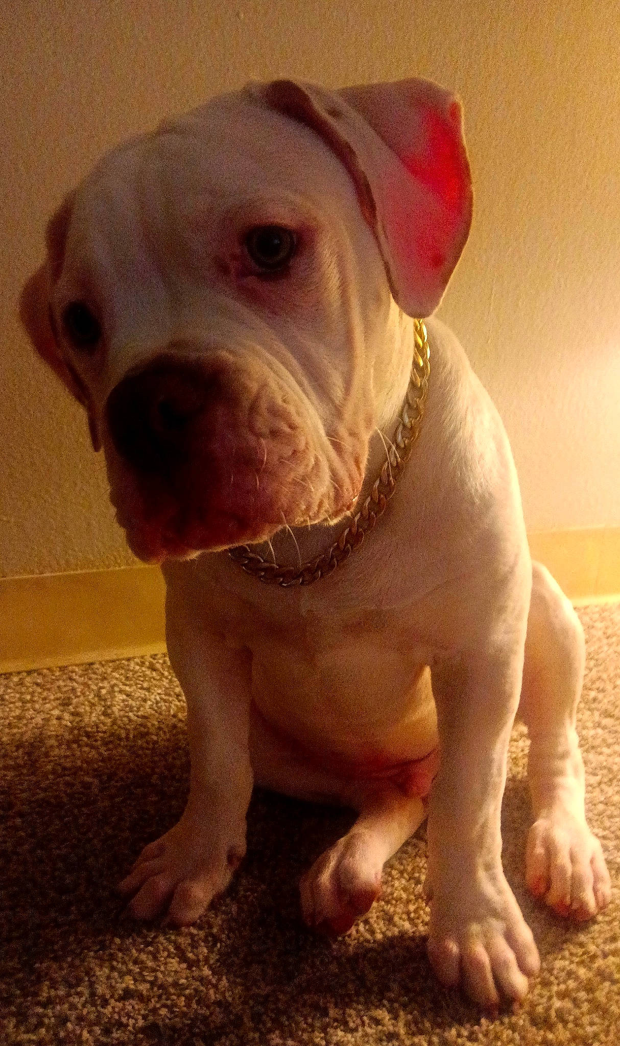 Titan is registered to the contest to win money with this photo: bulldog, canidae, carnivore, companion_dog, dog, dog_breed, fawn, flooring, foot, jaw, molosser, non_sporting_group, snout, sporting_group, terrestrial_animal, wood, working_animal, wrinkle