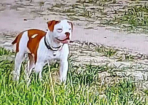 Taka-hee is registered to the contest to win money with this photo: canidae, carnivore, companion_dog, dog, dog_breed, fawn, field, grass, grassland, hound, natural_landscape, non_sporting_group, people_in_nature, plant, sporting_group, tail, terrestrial_animal, terrier, water, working_animal