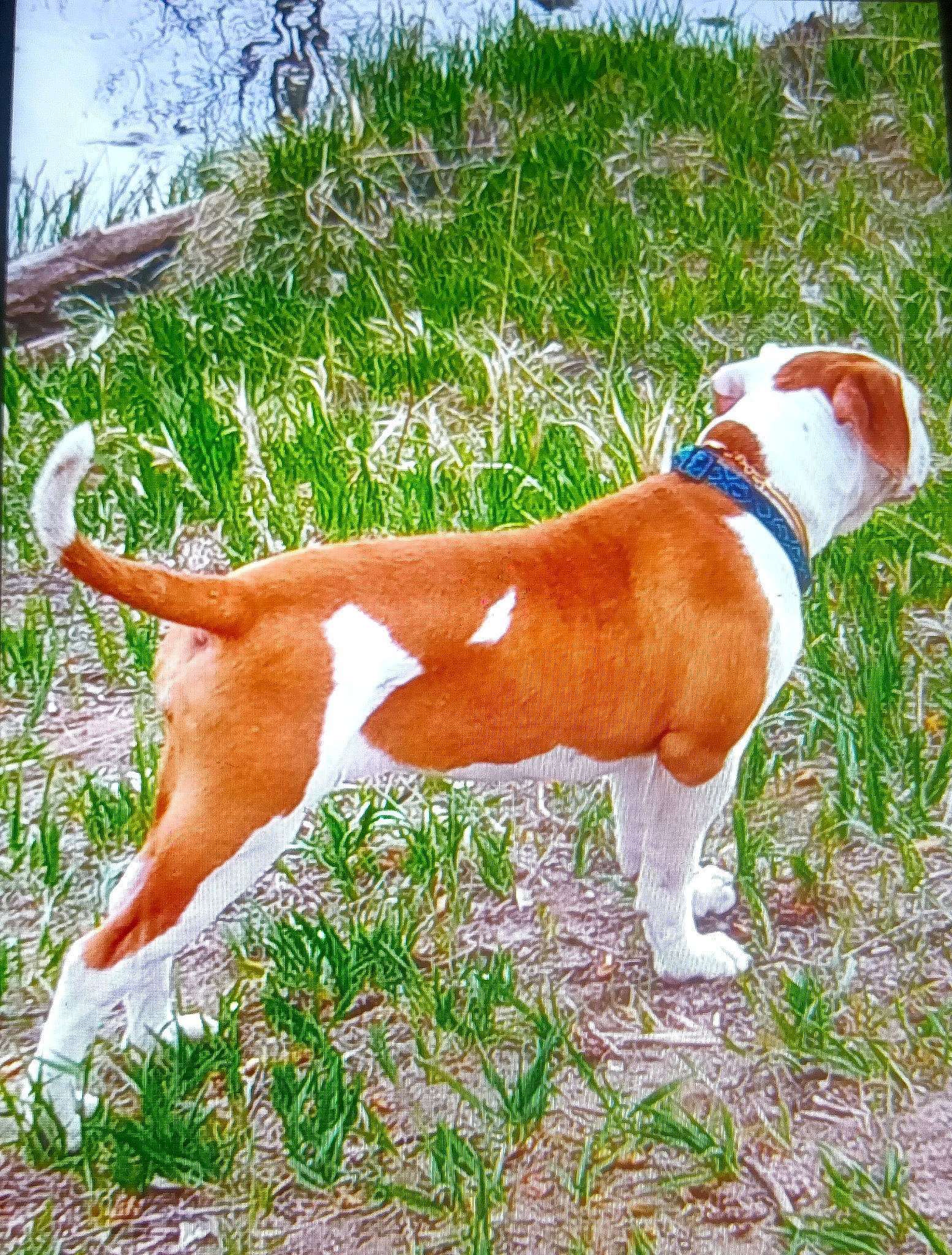 Taka-hee is registered to the contest to win money with this photo: canidae, carnivore, collar, companion_dog, dog, dog_breed, dog_collar, dog_supply, fawn, grass, hound, human_leg, liver, non_sporting_group, plant, snout, sporting_group, tail, terrestrial_animal, working_animal