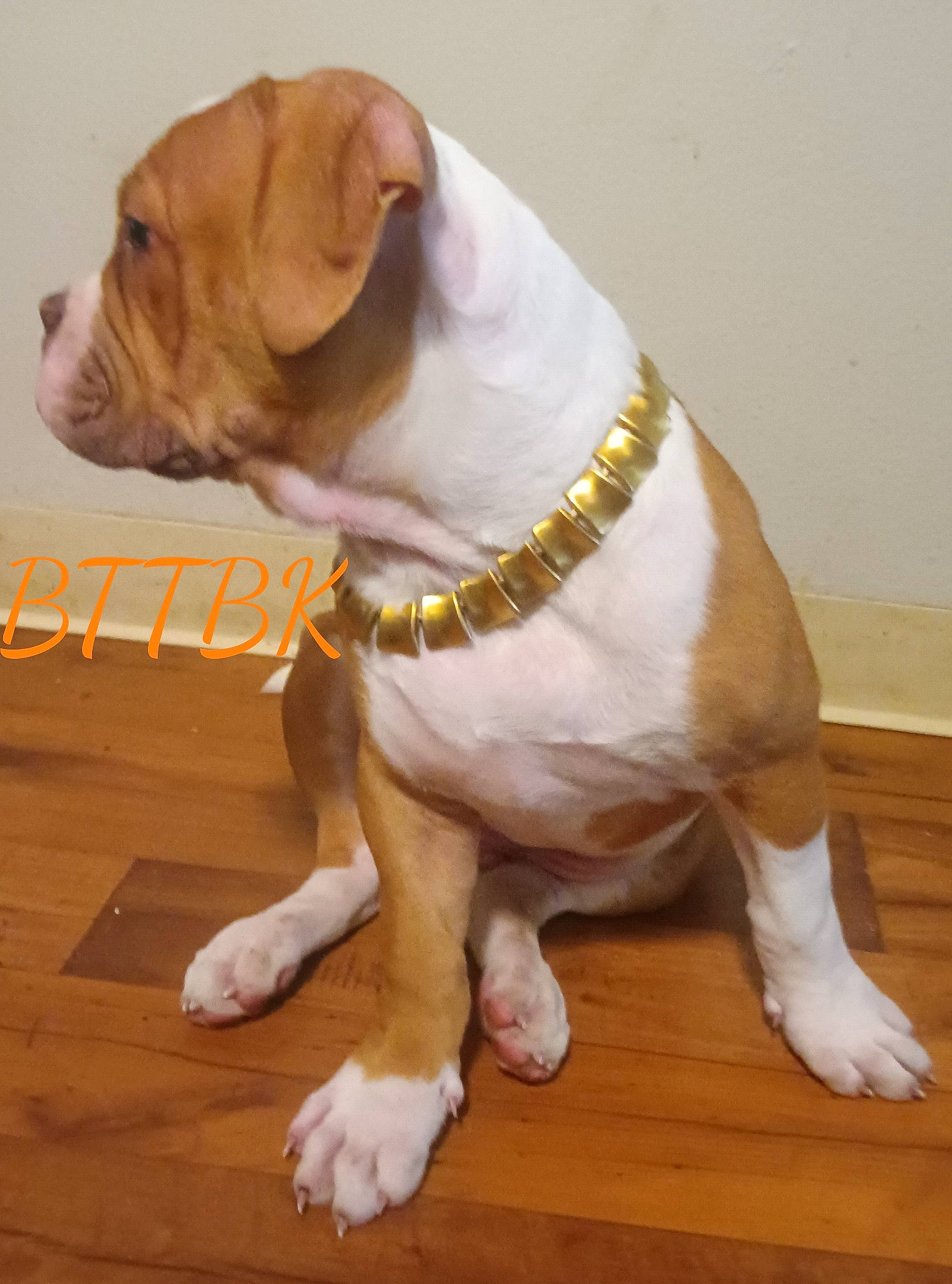 Batman is registered to the contest to win money with this photo: canidae, carnivore, collar, companion_dog, dog, dog_breed, dog_collar, fawn, flooring, hardwood, non_sporting_group, paw, pet_supply, sporting_group, tail, terrestrial_animal, wood, working_animal, working_dog, wrinkle