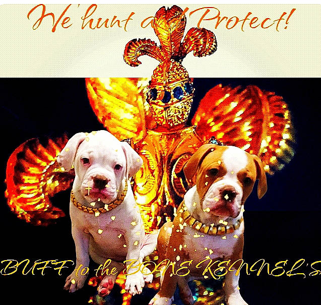 Batman is registered to the contest to win money with this photo: canidae, carnivore, companion_dog, dog, dog_breed, dog_supply, event, fawn, font, happy, holiday, illustration, mammal, paw, photo_caption, poster, snout, sporting_group, terrestrial_animal, working_animal