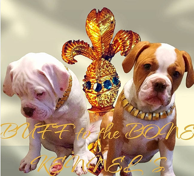 Batman joined the competition — help win amazing prizes! canidae, carnivore, companion_dog, dishware, dog, dog_breed, dog_supply, fashion_accessory, fawn, font, happy, metal, paw, pet_supply, puppy, serveware, snout, sporting_group, vertebrate, working_animal