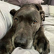 Champ is registered to the contest to win money with this photo: dog, canine, pet, close_up, bed, bedding, pillow, paw, nose, muzzle, brown_eyes, resting, indoor, blanket, headboard, sleepy, portrait, fur, whiskers, cute