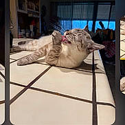 Yoki joined the competition — help win amazing prizes! cat, closed_eyes, cozy, domestic_cat, feline, home, indoor, licking, light_color, natural_light, paw, quiet, relaxed, resting, shelf, striped_cat, tile_countertop, tongue, whiskers, window