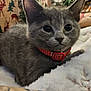 Mila is registered to the contest to win money with this photo: animal, cat, christmas_theme, closeup, collar, cozy, cute, decorations, fluffy_blanket, fur, gray_cat, holiday_wrapping_paper, indoor, kitten, pet, pine_tree_pattern, red_collar, reindeer_pattern, resting, soft_texture