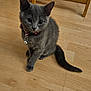 animal, bell, cat, collar, curious, cute, domestic, ears, floor, furniture, gray_cat, home, indoor, kitten, pet, sitting, small, tail, whiskers, wooden_floor