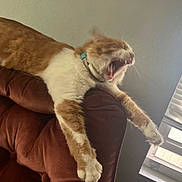 Lucky is registered to the contest to win money with this photo: blinds, brown_couch, cat, collar, couch, daylight, feline, fur, ginger_cat, home, indoor, paw, pet, relaxing, resting, stretching, tongue, white_cat, window, yawning