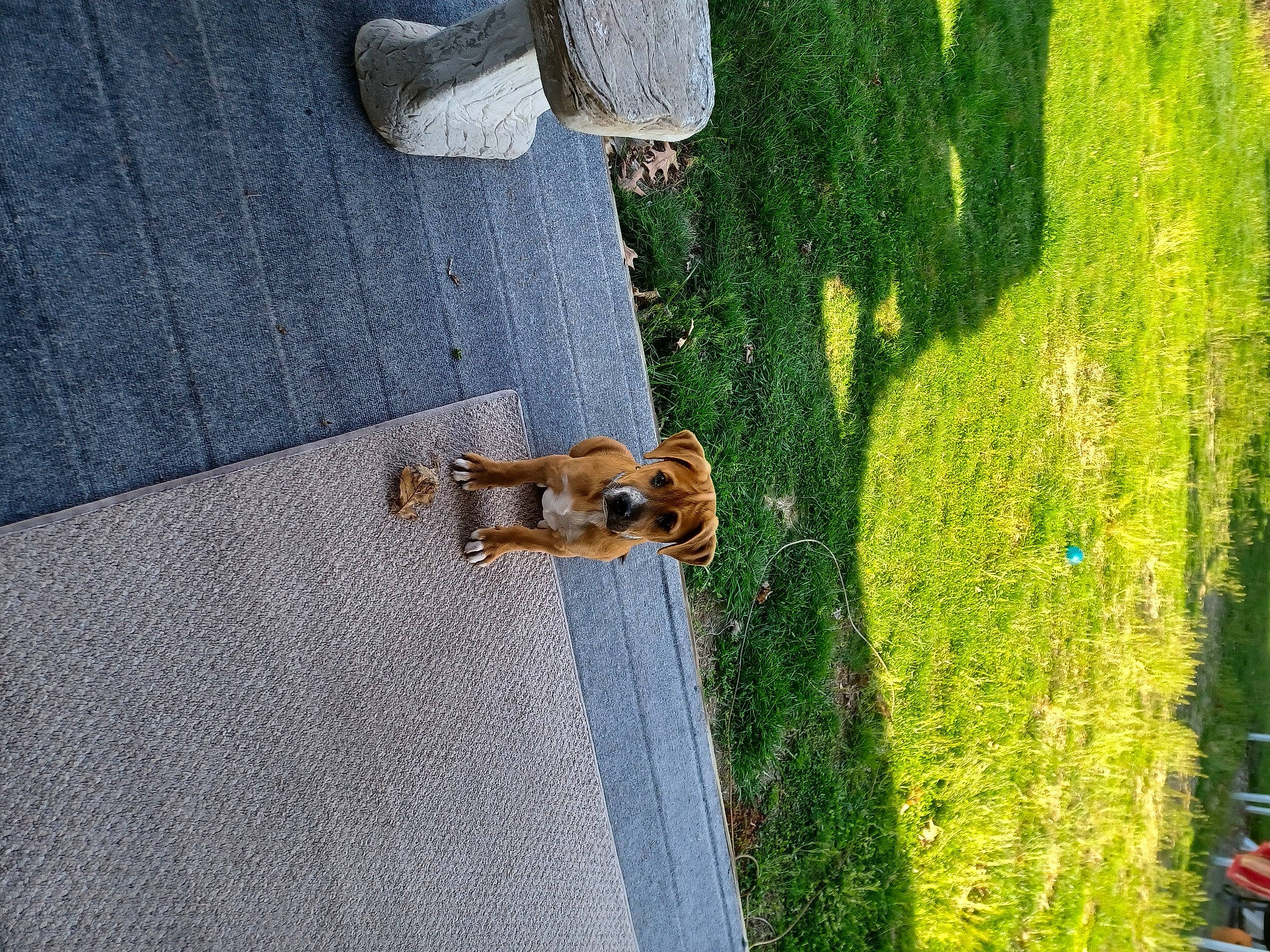 Teddy joined the competition — help win amazing prizes! asphalt, concrete, flooring, grass, grass_family, groundcover, hedge, landscape, leisure, pattern, plant, recreation, road_surface, shadow, shrub, sidewalk, soil, tree, wood, yard