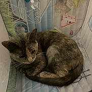 Peaches is registered to the contest to win money with this photo: cat, sleeping, curled_up, indoor, pet, feline, cozy, quiet, resting, animal, fur, tent, patterned, soft_light, cute, peaceful, whiskers, ears, tail, calm