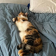 Stella a rejoint le concours — aidez-le/la à gagner de superbes lots ! cat, calico, bed, pillow, sleeping, fur, cozy, indoor, resting, animal, pet, domestic, cute, relaxed, feline, blue_bedspread, white_pillow, soft_light, comfort, napping