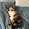cat, calico, bed, pillow, sleeping, fur, cozy, indoor, resting, animal, pet, domestic, cute, relaxed, feline, blue_bedspread, white_pillow, soft_light, comfort, napping