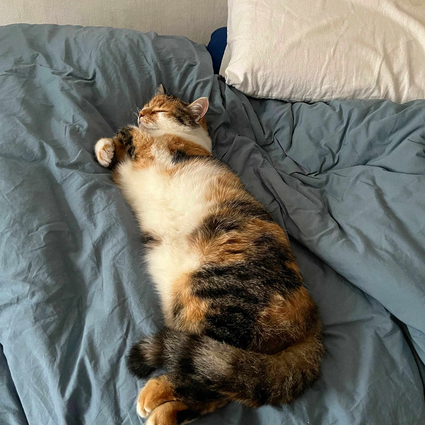 Stella a rejoint le concours — aidez-le/la à gagner de superbes lots ! cat, calico, bed, pillow, sleeping, fur, cozy, indoor, resting, animal, pet, domestic, cute, relaxed, feline, blue_bedspread, white_pillow, soft_light, comfort, napping