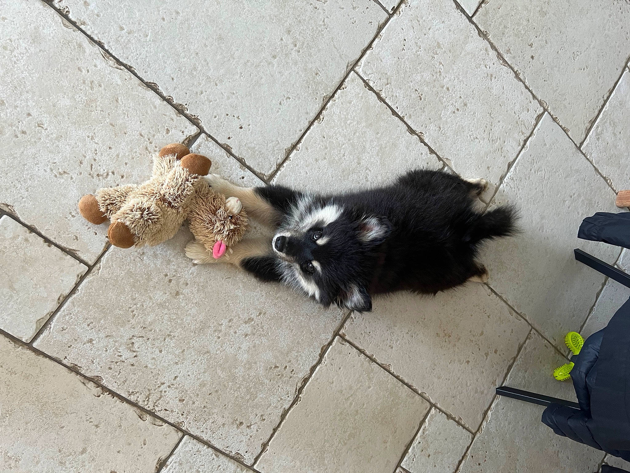 Mayka a rejoint le concours — aidez-le/la à gagner de superbes lots ! asphalt, canidae, carnivore, cat, claw, companion_dog, dog_breed, felidae, flooring, fur, paw, road, road_surface, shadow, sidewalk, small_to_medium_sized_cats, street, tail, terrestrial_animal, whiskers