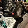 Karma joined the competition — help win amazing prizes! dog, black_dog, pet, indoor, blanket, toy, rope_toy, collar, tag, furniture, wooden_furniture, relaxing, canine, animal, companion, laying_down, close_up, brown_eyes, home, cozy
