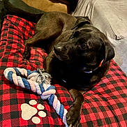 Karma is registered to the contest to win money with this photo: dog, black_dog, pet, indoor, bed, red_and_black_checkered, rope_toy, paw_print, animal, canine, fur, collar, resting, looking_away, cozy, comfort, toy, paw, lying_down, domestic_animal