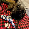 dog, black_dog, pet, indoor, bed, red_and_black_checkered, rope_toy, paw_print, animal, canine, fur, collar, resting, looking_away, cozy, comfort, toy, paw, lying_down, domestic_animal