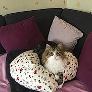 Flash participe au concours pour gagner de l'argent avec cette photo : animal, beige_cushion, cat, cozy, cushion, feline, flower_pattern, fluffy_cat, fur, green_eyes, home, indoor, ladybug_pattern, pet, pillow, pink_blanket, purple_cushion, relaxed, resting, sofa