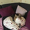 animal, beige_cushion, cat, cozy, cushion, feline, flower_pattern, fluffy_cat, fur, green_eyes, home, indoor, ladybug_pattern, pet, pillow, pink_blanket, purple_cushion, relaxed, resting, sofa