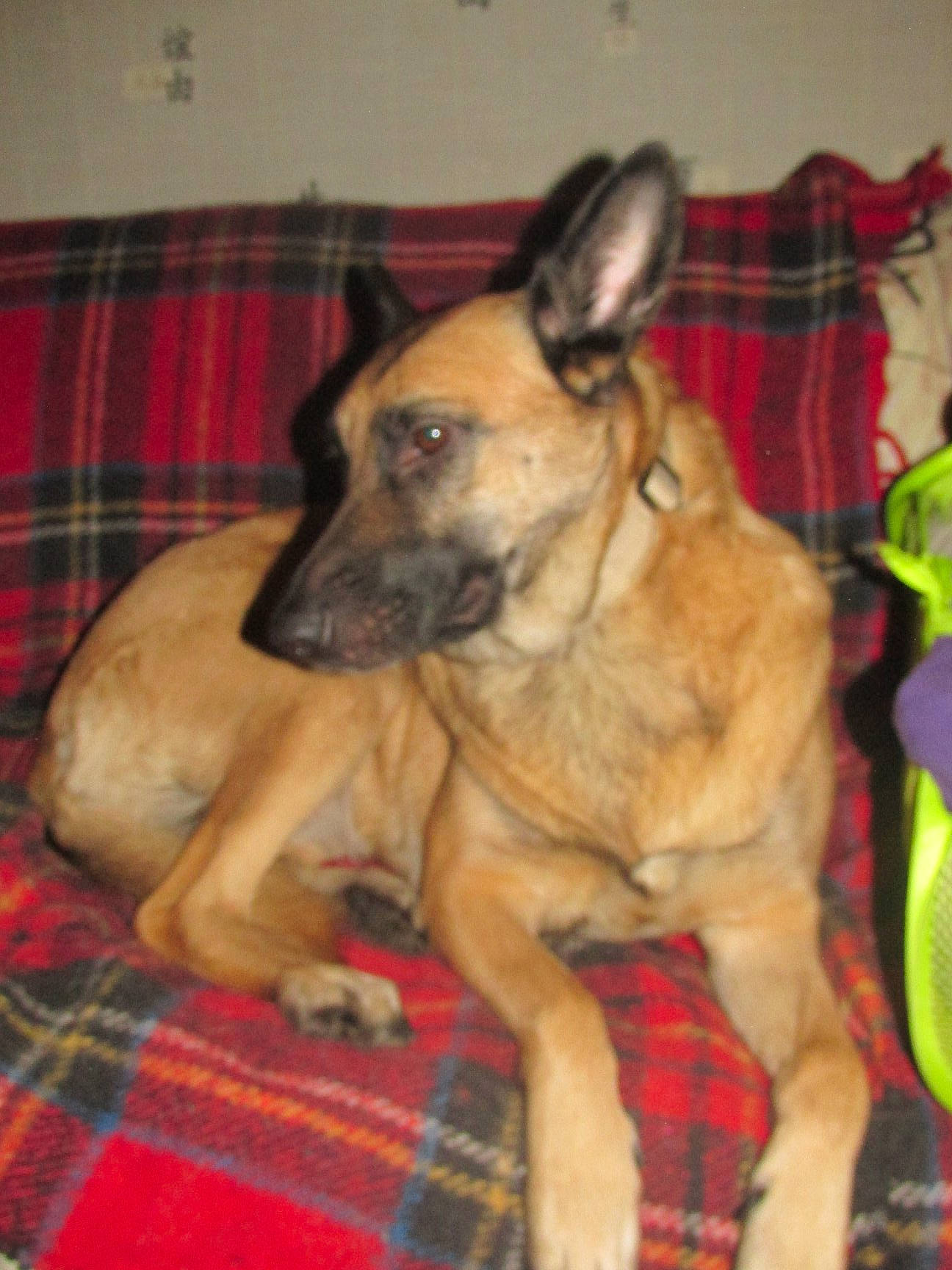 Métis participe au concours pour gagner de l'argent avec cette photo : canidae, carnivore, comfort, companion_dog, dog, dog_breed, dog_supply, fawn, fur, linens, mammal, pattern, paw, plaid, room, snout, sporting_group, tartan, terrestrial_animal, whiskers