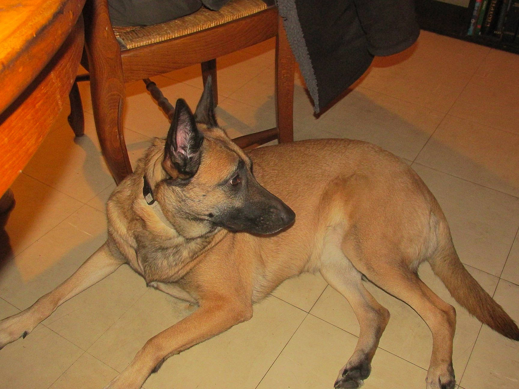 Métis a rejoint le concours — aidez-le/la à gagner de superbes lots ! canidae, carnivore, companion_dog, dog, dog_breed, dog_supply, east_european_shepherd, fawn, floor, flooring, german_shepherd_dog, guard_dog, hardwood, herding_dog, old_german_shepherd_dog, paw, snout, sporting_group, wood, working_animal