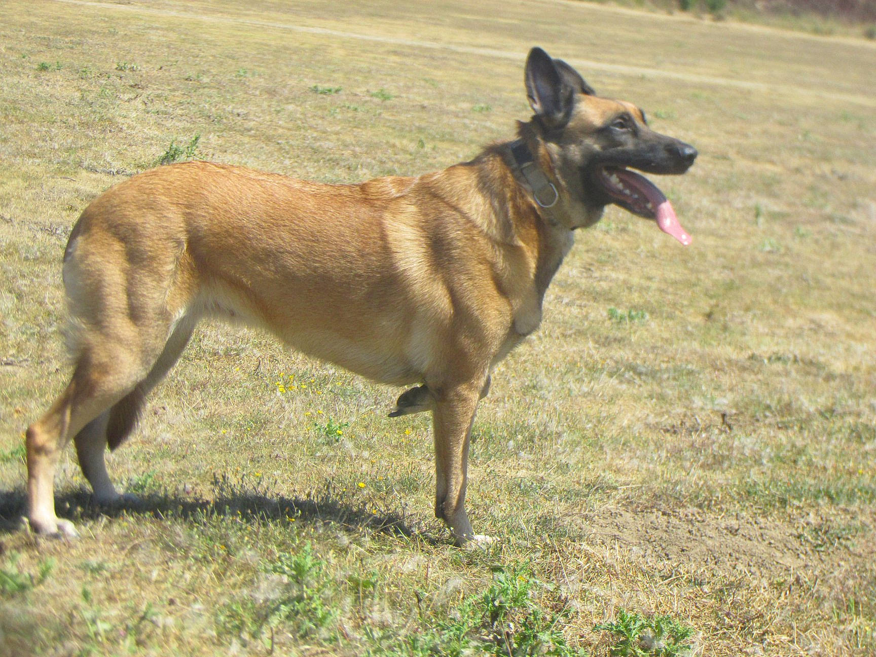 Métis a rejoint le concours — aidez-le/la à gagner de superbes lots ! canidae, carnivore, collar, companion_dog, dog, dog_breed, dog_supply, east_european_shepherd, fawn, frisbee_games, grass, guard_dog, herding_dog, old_german_shepherd_dog, snout, sporting_group, tail, terrestrial_animal, working_animal, working_dog