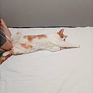 Félix a rejoint le concours — aidez-le/la à gagner de superbes lots ! bed, calm, cat, cozy, domestic_animal, feline, fur, human_arm, human_foot, indoor, minimalist, orange_and_white, paw, pet, quiet, relaxing, resting, sleepy, stretching, white_bedspread
