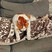 Félix a rejoint le concours — aidez-le/la à gagner de superbes lots ! cat, orange_cat, white_cat, blanket, patterned_blanket, couch, gray_couch, stretching, pet, indoor, feline, cozy, relaxed, fur, animal, home, resting, paw, sleepy, comfort