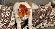 Félix a rejoint le concours — aidez-le/la à gagner de superbes lots ! animal, blanket, cat, comfort, couch, cozy, feline, fur, gray_couch, home, indoor, orange_cat, patterned_blanket, paw, pet, relaxed, resting, sleepy, stretching, white_cat