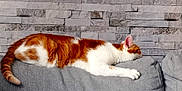 Félix participe au concours pour gagner de l'argent avec cette photo : cat, ginger_cat, white_cat, lounging, couch, gray_couch, indoor, stone_wall, relaxed, pet, feline, side_view, resting, fur, tail, paw, ears, mammal, domestic_animal, home