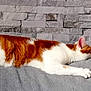 cat, ginger_cat, white_cat, lounging, couch, gray_couch, indoor, stone_wall, relaxed, pet, feline, side_view, resting, fur, tail, paw, ears, mammal, domestic_animal, home