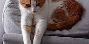 Félix a rejoint le concours — aidez-le/la à gagner de superbes lots ! animal, cat, couch, cozy, cute, ears, feline, fur, furniture, home, indoor, orange_cat, paws, pet, relaxed, resting, sleepy, tail, whiskers, white_cat