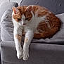 Félix a rejoint le concours — aidez-le/la à gagner de superbes lots ! cat, orange_cat, white_cat, pet, animal, feline, couch, furniture, indoor, resting, relaxed, paws, fur, whiskers, ears, tail, home, cozy, cute, sleepy