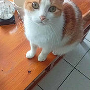 Félix a rejoint le concours — aidez-le/la à gagner de superbes lots ! candle_holder, cat, close_up, couch, cups, curious, domestic, ears, feline, floor_tiles, fur, household_items, indoor, looking_up, orange_and_white, pet, sitting, table, whiskers, wooden_table