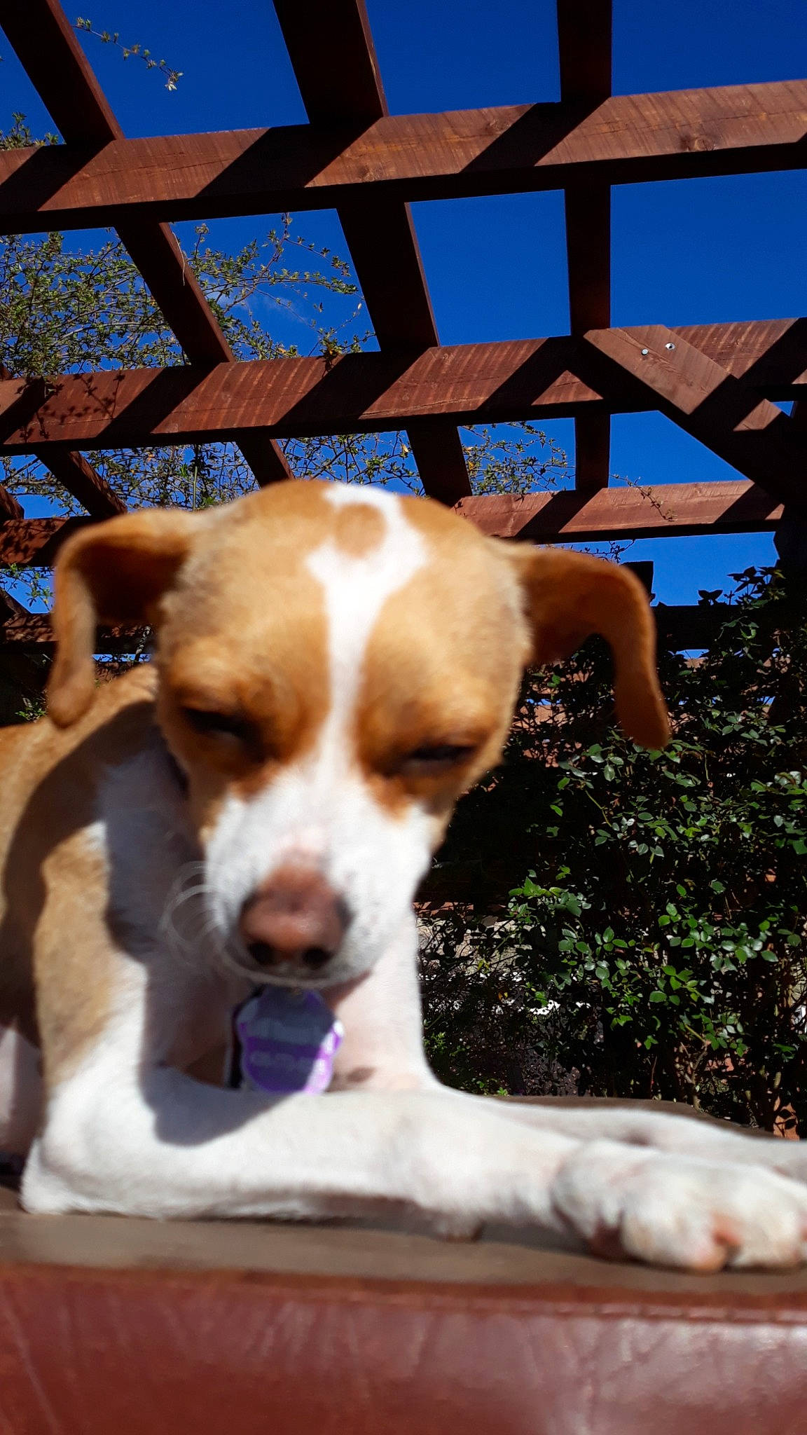 River joined the competition — help win amazing prizes! american_foxhound, beagle, braque_saint_germain, brittany, canidae, carnivore, companion_dog, dog, dog_breed, fawn, harrier, jack_russell_terrier, mammal, parson_russell_terrier, pointer, russell_terrier, snout, sporting_group, treeing_walker_coonhound, vertebrate