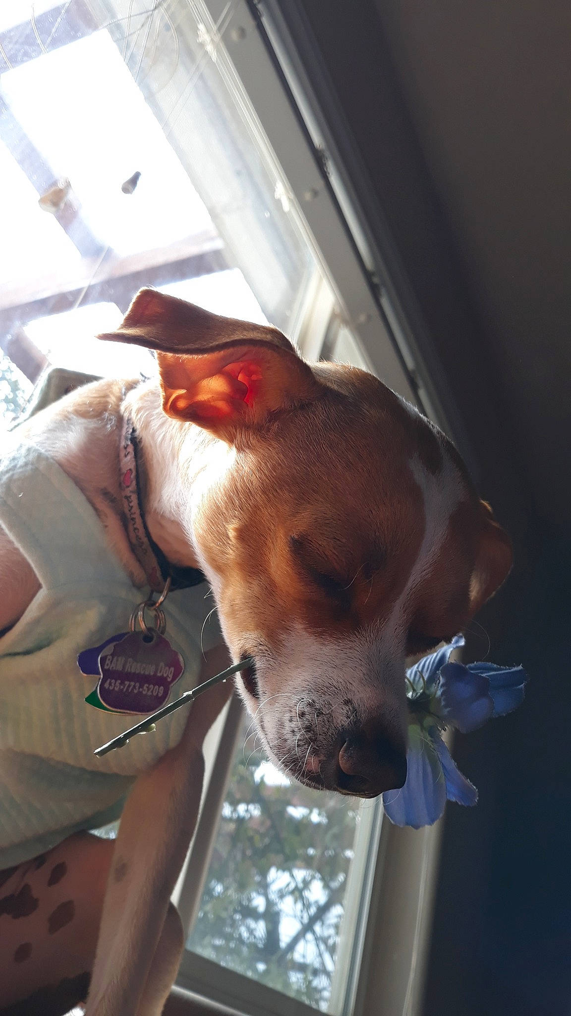 River is registered to the contest to win money with this photo: american_pit_bull_terrier, canidae, carnivore, dog, dog_breed, ear, fawn, pit_bull, snout, sporting_group