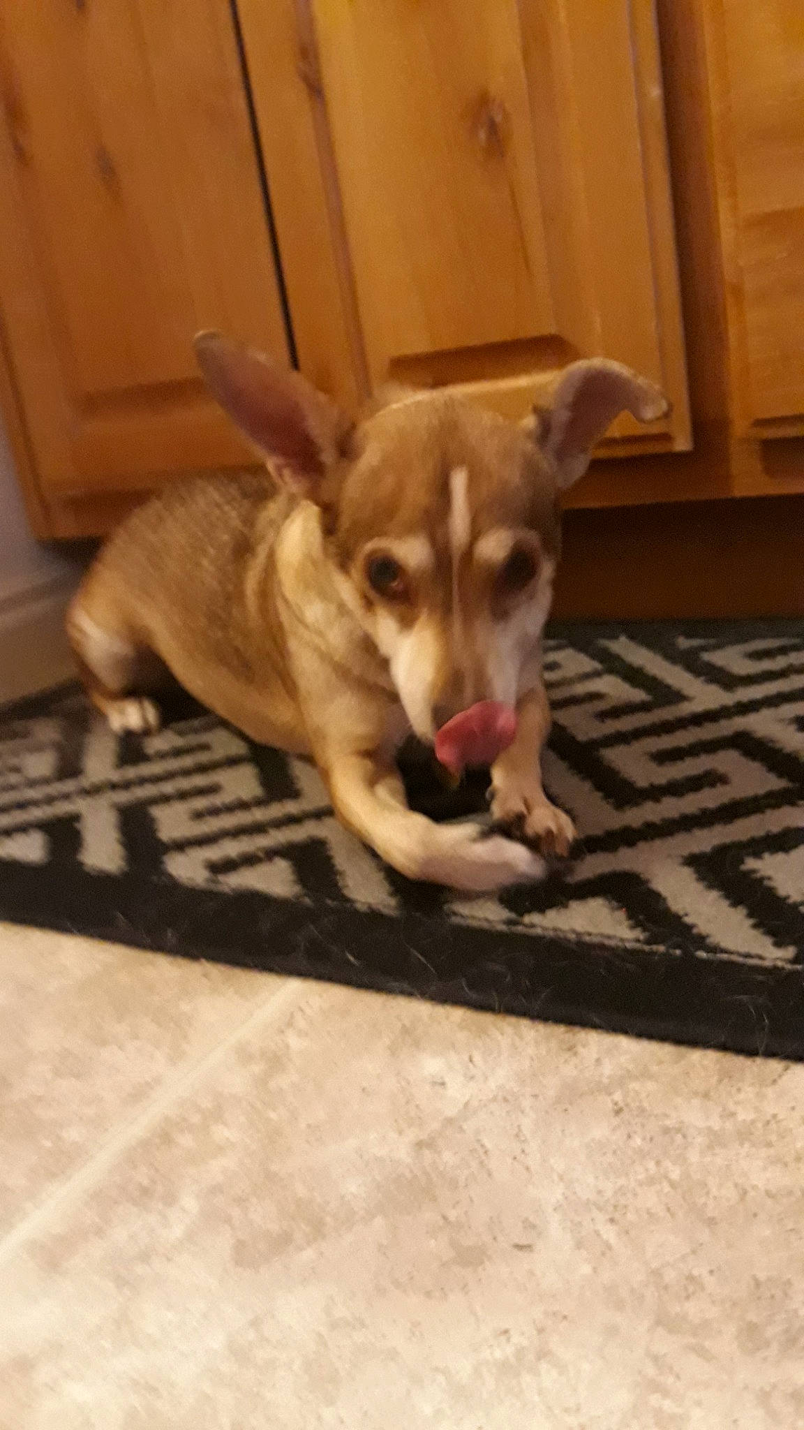 Turbo joined the competition — help win amazing prizes! aspin, canidae, carnivore, chihuahua, corgi_chihuahua, dog, dog_breed, fawn, feist, mammal, puppy, rare_breed_dog, snout, sporting_group, street_dog, tail, vertebrate