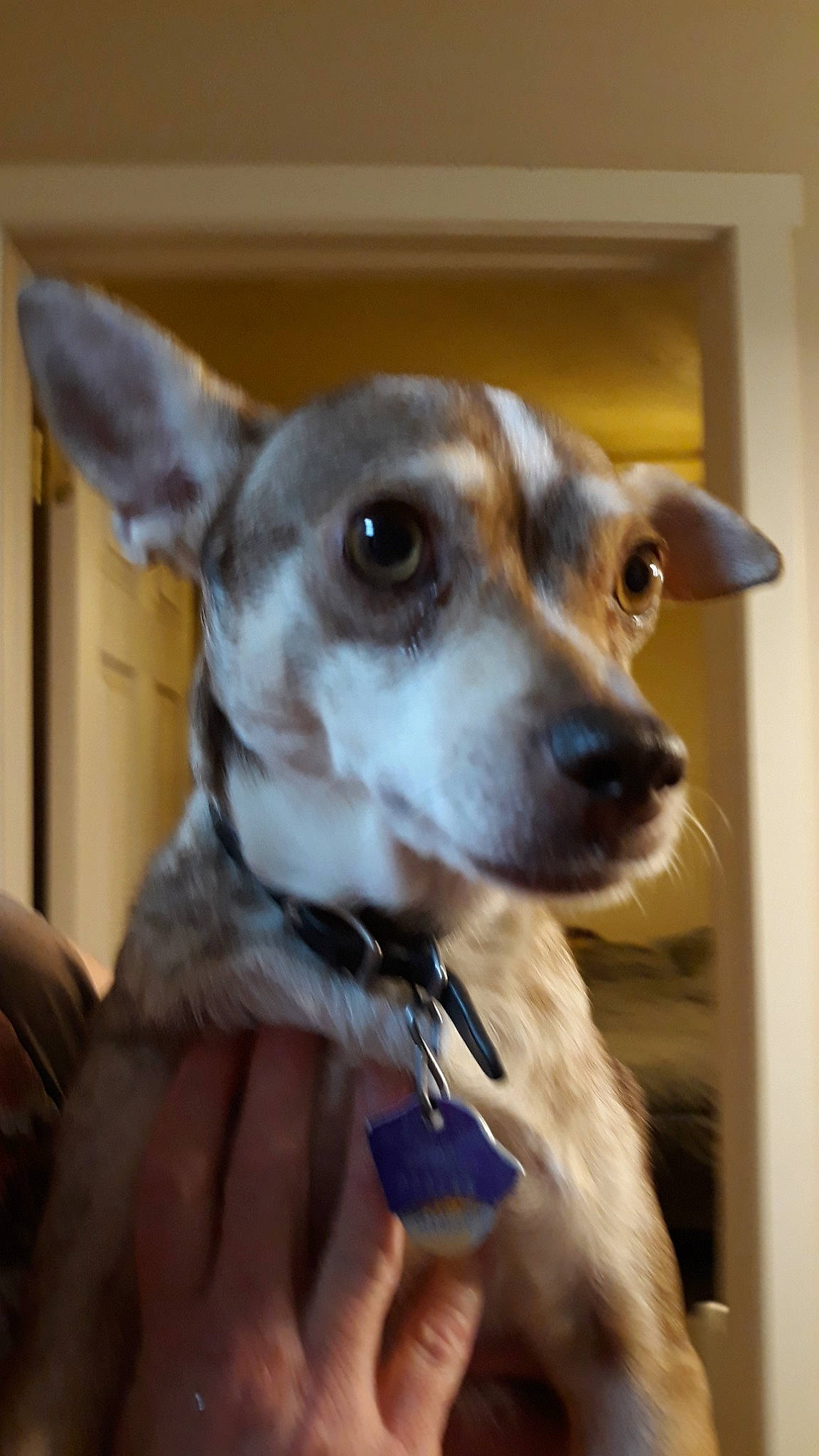 Turbo is registered to the contest to win money with this photo: canidae, carnivore, chihuahua, companion_dog, corgi_chihuahua, dog, dog_breed, ear, fawn, feist, italian_greyhound, lurcher, mammal, miniature_fox_terrier, rare_breed_dog, snout, toy_dog, vertebrate, whiskers