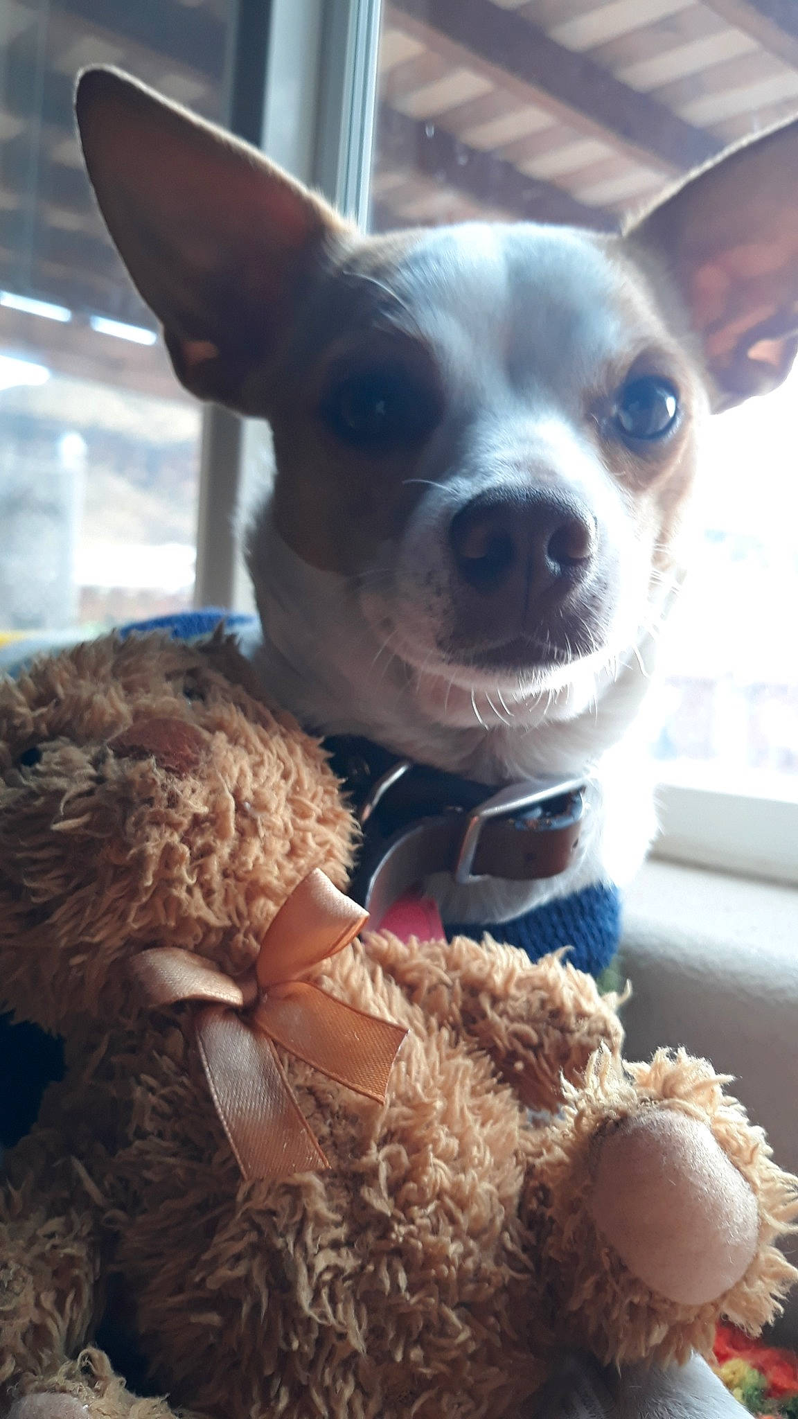 Benjamin joined the competition — help win amazing prizes! boston_terrier, canidae, carnivore, chihuahua, companion_dog, corgi_chihuahua, dog, dog_breed, ear, fawn, mammal, miniature_fox_terrier, non_sporting_group, nose, puppy, rat_terrier, snout, toy_dog, toy_fox_terrier, vertebrate