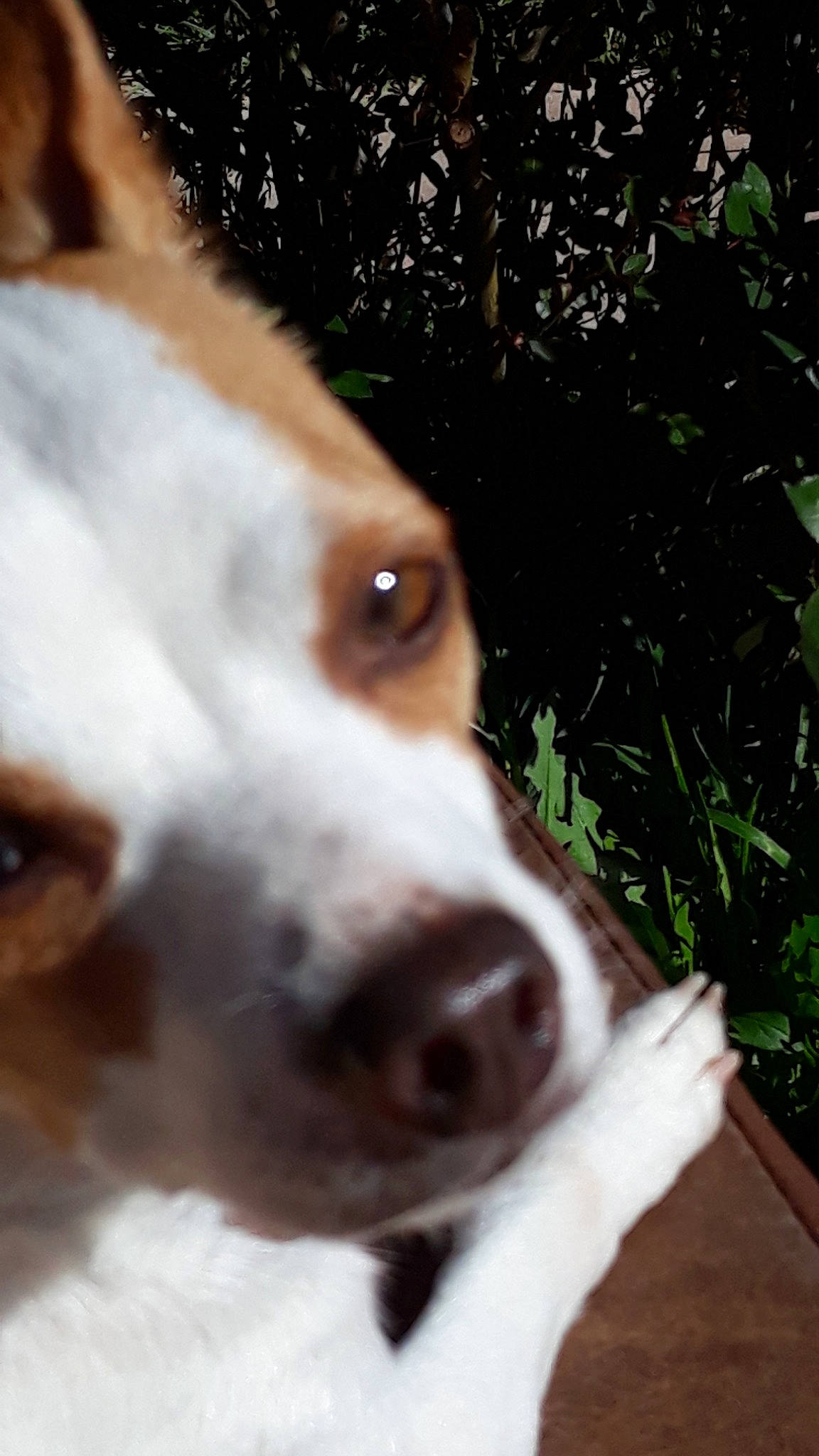 Benjamin joined the competition — help win amazing prizes! beagle, brittany, canidae, carnivore, companion_dog, dog, dog_breed, ear, kooikerhondje, mammal, nose, puppy, russell_terrier, snout, sporting_group, vertebrate, whiskers
