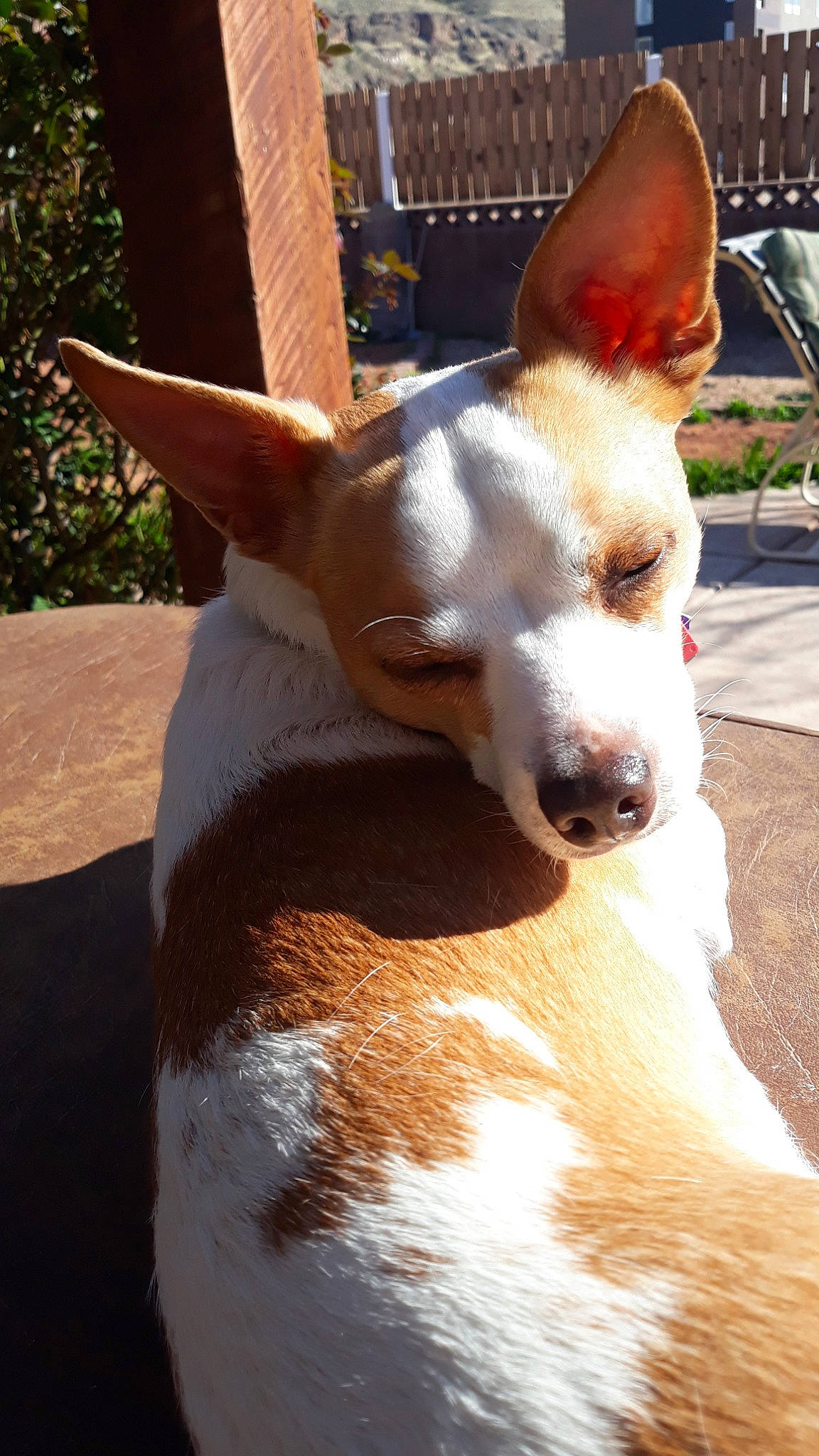 Benjamin is registered to the contest to win money with this photo: basenji, canidae, carnivore, carolina_dog, companion_dog, corgi_chihuahua, dog, dog_breed, ear, fawn, ibizan_hound, mammal, miniature_fox_terrier, podenco_canario, portuguese_podengo, rat_terrier, snout, teddy_roosevelt_terrier, toy_fox_terrier, vertebrate