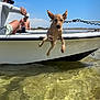 dog, boat, water, jumping, outdoor, summer, sky, people, animal, lake, nature, recreation, fun, active, sunlight, shore, vacation, canine, adventure, leisure