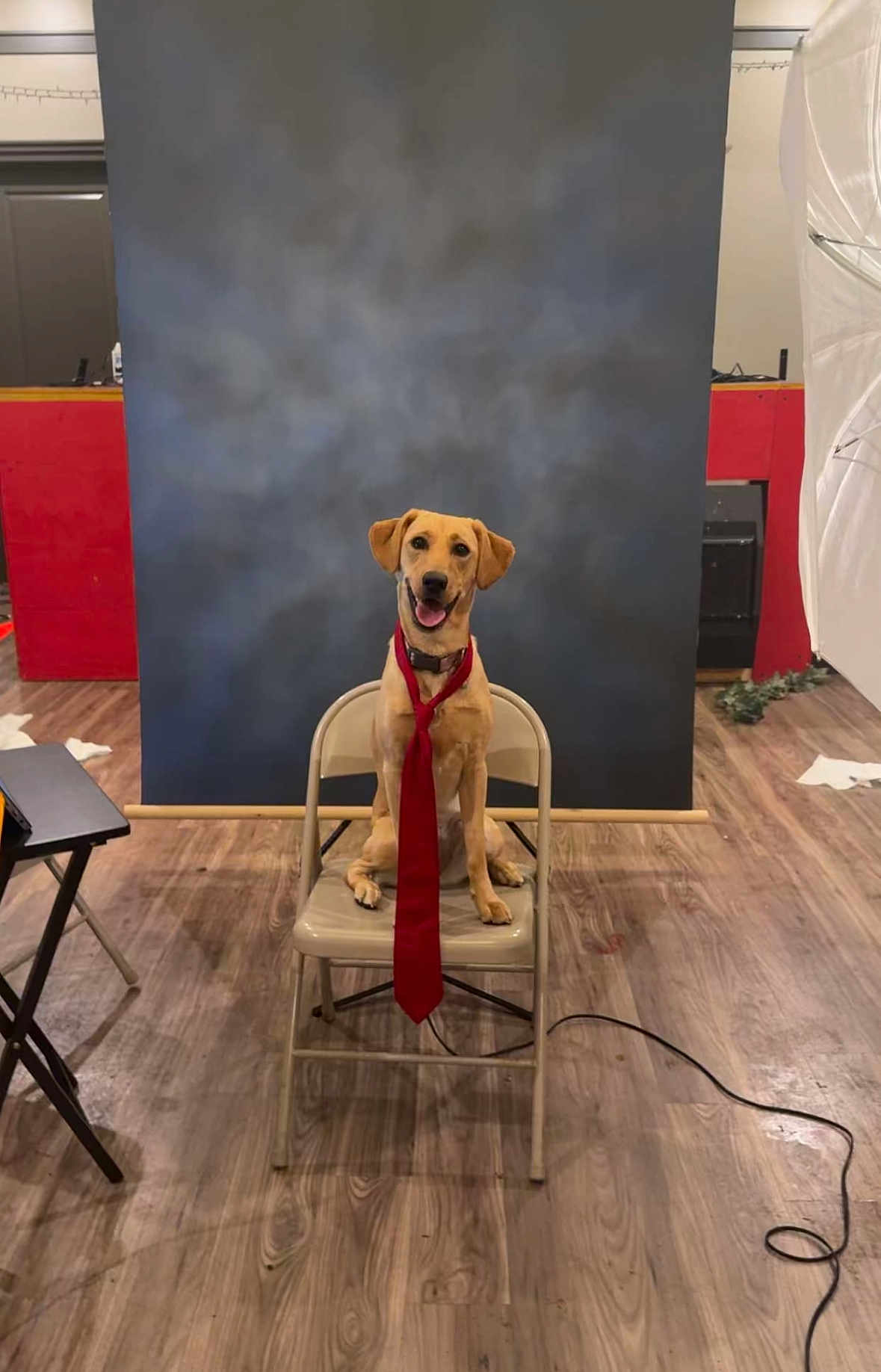 Sailor is registered to the contest to win money with this photo: dog, tie, chair, studio, photography, floor, smiling, pet, indoor, background, red_tie, folding_chair, wooden_floor, smiling_dog, posing, animal, cute, studio_lighting, collar, happy
