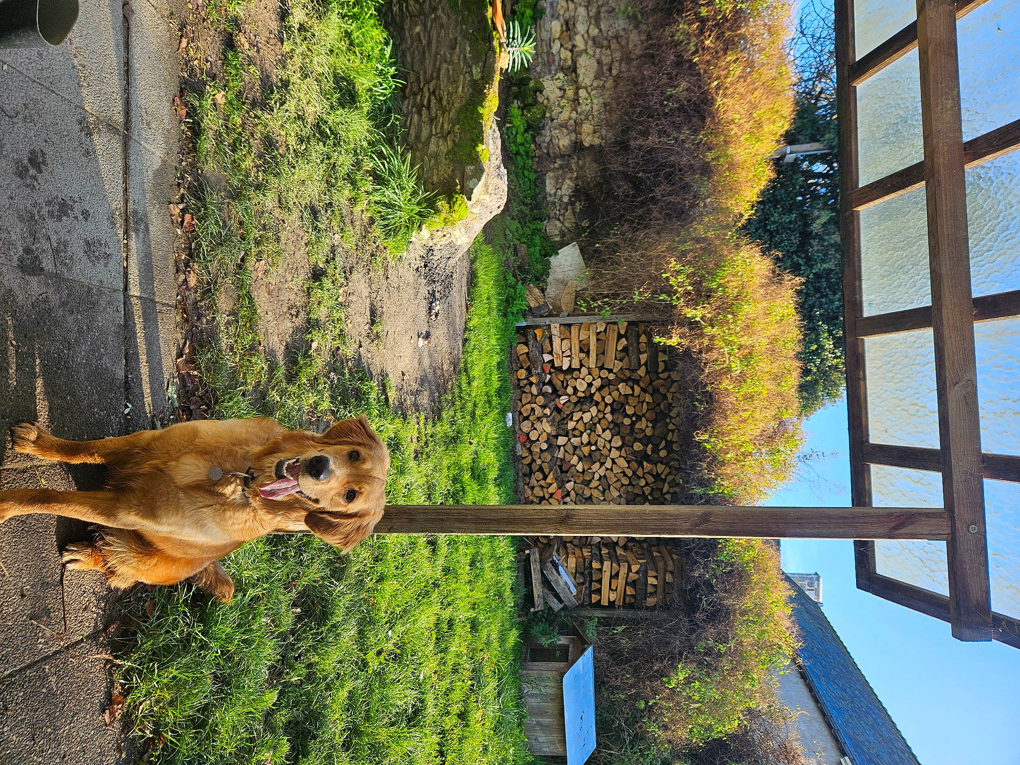 Reine participe au concours pour gagner de l'argent avec cette photo : art, carnivore, dog_breed, door, facade, fawn, grass, plant, sky, snout, terrestrial_animal, tree, trunk, urban_design, vegetation, wall, wood, woody_plant, working_animal, yellow