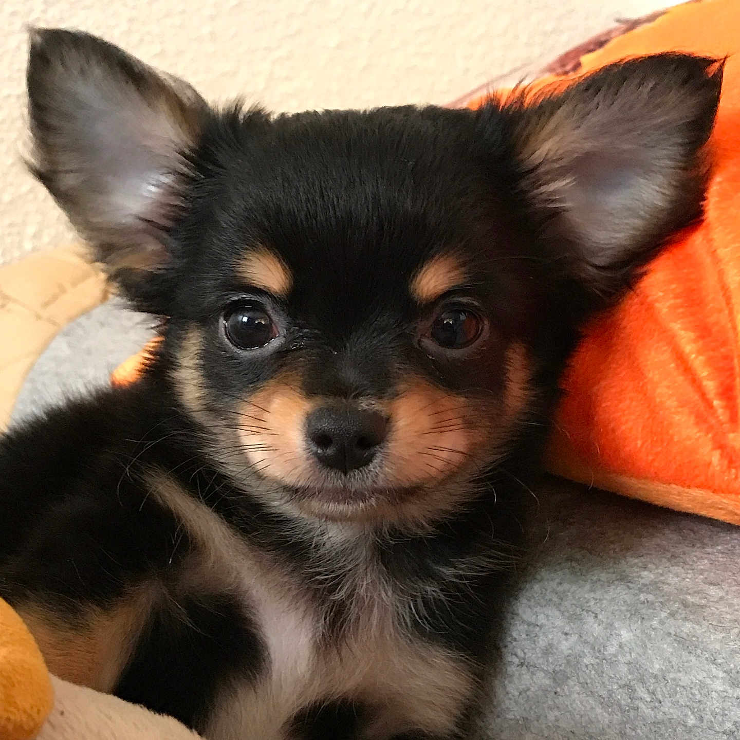 Noe