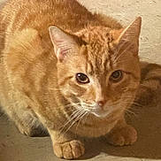 Simba is registered to the contest to win money with this photo: alert, animal, cat, closeup, crouching, cute, domestic_cat, ears, eyes, face, feline, floor, fur, indoor, mammal, orange_tabby, paws, pet, striped, whiskers