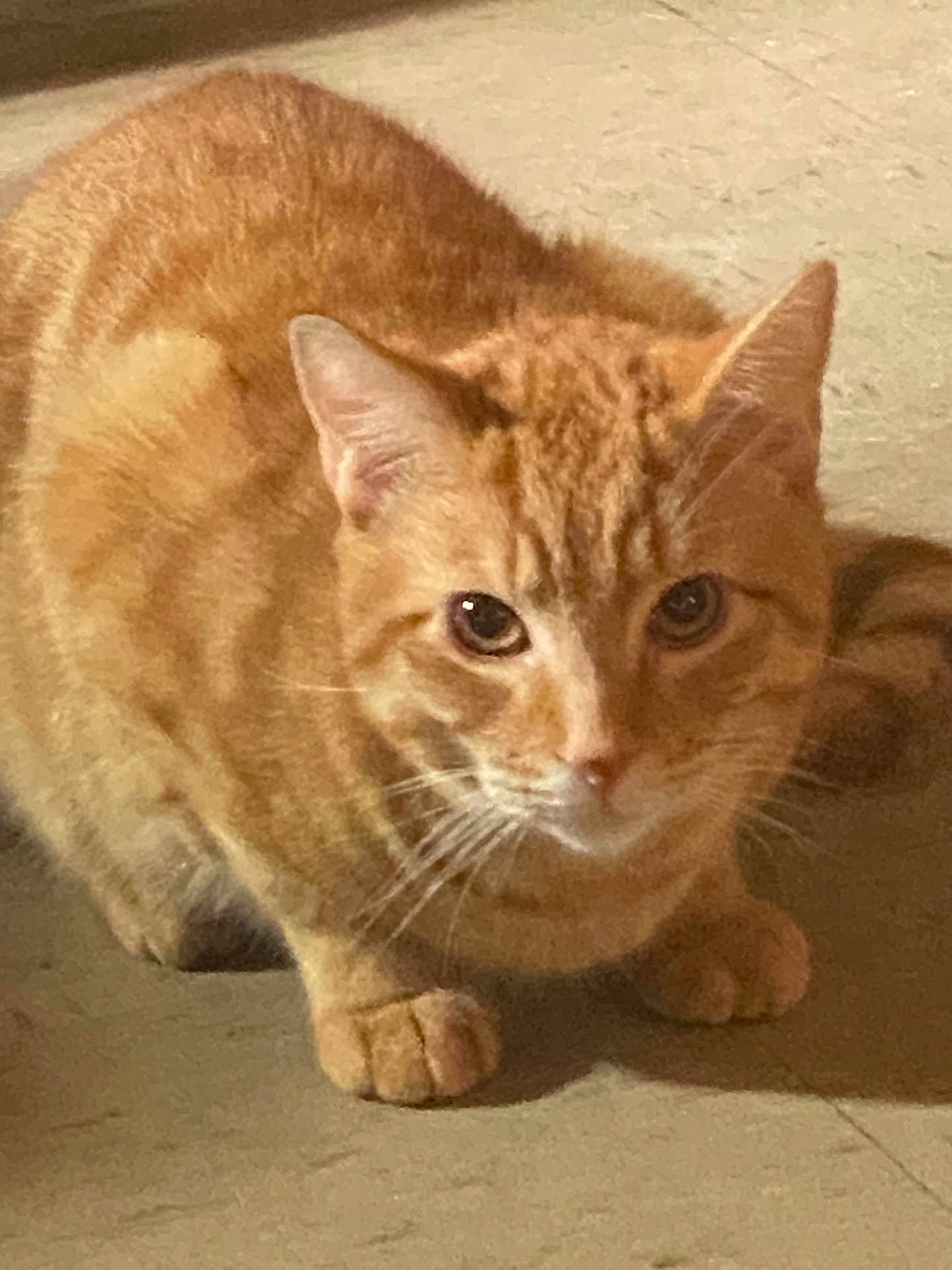 Simba