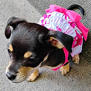 Clover joined the competition — help win amazing prizes! puppy, dog, pet, animal, cute, clothing, pink, white, outfit, small, ears, fur, closeup, standing, floor, texture, adorable, young, canine, curious