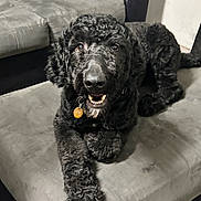 Lucky is registered to the contest to win money with this photo: animal, black_dog, canine, collar, couch, curly_fur, dog, domestic_animal, friendly, fur, furniture, happy, indoor, living_room, looking_at_camera, paw, pet, resting, smiling, tag