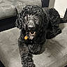 animal, black_dog, canine, collar, couch, curly_fur, dog, domestic_animal, friendly, fur, furniture, happy, indoor, living_room, looking_at_camera, paw, pet, resting, smiling, tag