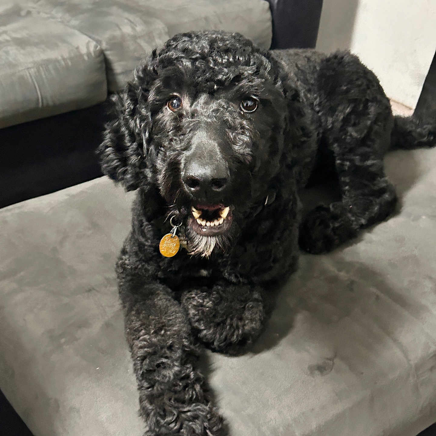 Lucky is registered to the contest to win money with this photo: animal, black_dog, canine, collar, couch, curly_fur, dog, domestic_animal, friendly, fur, furniture, happy, indoor, living_room, looking_at_camera, paw, pet, resting, smiling, tag